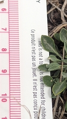 Physaria