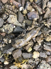 Upogebia pugettensis