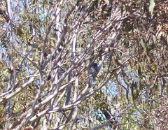 Anthochaera carunculata