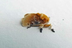 Megalopyge opercularis