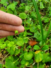Parnassia asarifolia