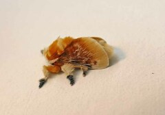 Megalopyge opercularis