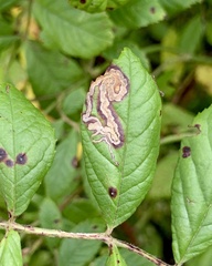 Stigmella rosaefoliella