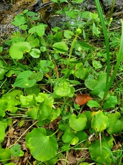 Parnassia asarifolia