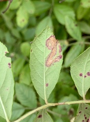 Stigmella rosaefoliella