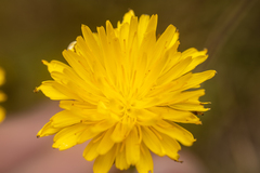 Cichorieae