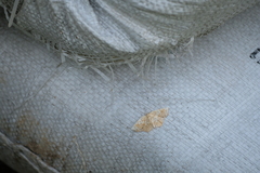 Nematocampa resistaria