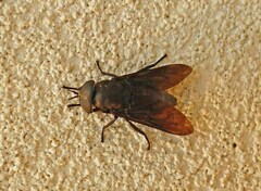Tabanus atratus