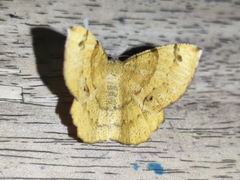 Erastria decrepitaria