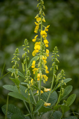 Crotalaria spectabilis