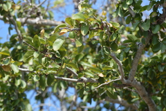 Pithecellobium dulce