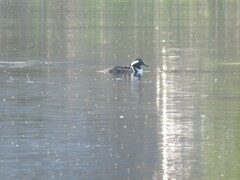 Lophodytes cucullatus