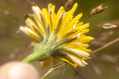 Cichorieae