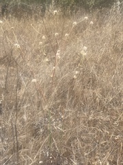 Eriogonum nudum