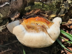 Ganoderma tsugae