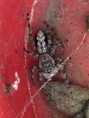 Platycryptus undatus