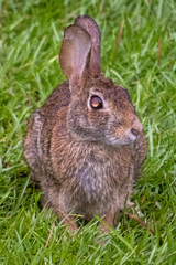 Sylvilagus floridanus
