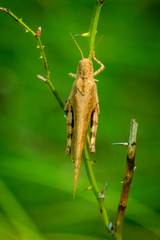 Dissosteira carolina