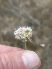 Eriogonum nudum