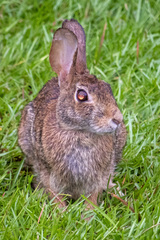 Sylvilagus floridanus
