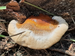 Ganoderma tsugae