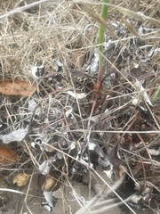 Eriogonum nudum