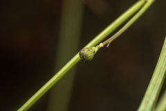 Cichorieae