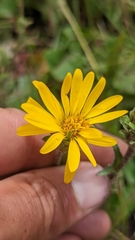 Pyrrocoma clementis clementis