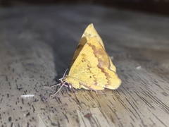 Erastria decrepitaria