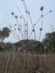 Eriogonum nudum