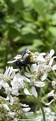Megachile xylocopoides