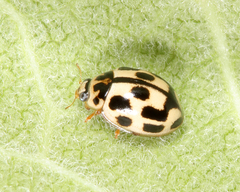 Propylea quatuordecimpunctata