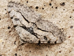 Digrammia