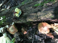 Xerocomellus intermedius