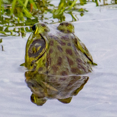 Lithobates catesbeianus