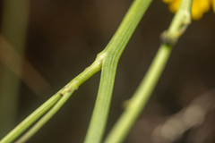Cichorieae