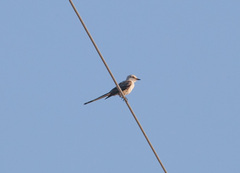 Tyrannus forficatus