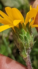 Pyrrocoma clementis clementis