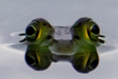 Lithobates catesbeianus