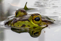 Lithobates