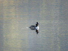 Lophodytes cucullatus