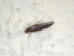 Hydroptilidae