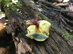 Xerocomellus intermedius