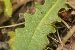 Cichorieae