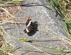 Limenitis lorquini