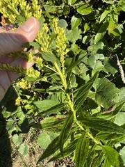 Solidago latissimifolia