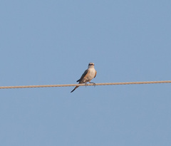 Tyrannus forficatus