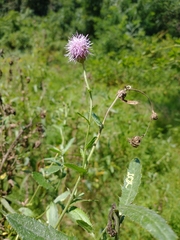 Cirsium arvense