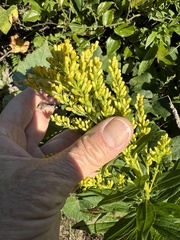 Solidago latissimifolia