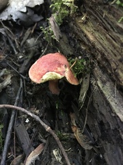 Xerocomellus intermedius